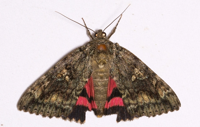 Catocala sponsa - tölgyfa-övesbagoly