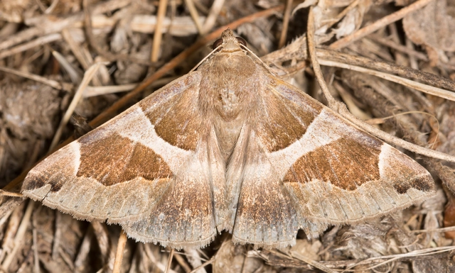 Dysgonia algira - déli porcelánbagoly