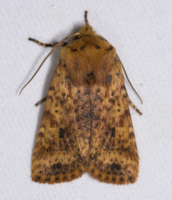 Conistra rubiginea - vörös őszibagoly