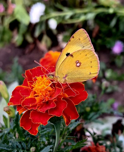 Colias hyale - kéneslepke