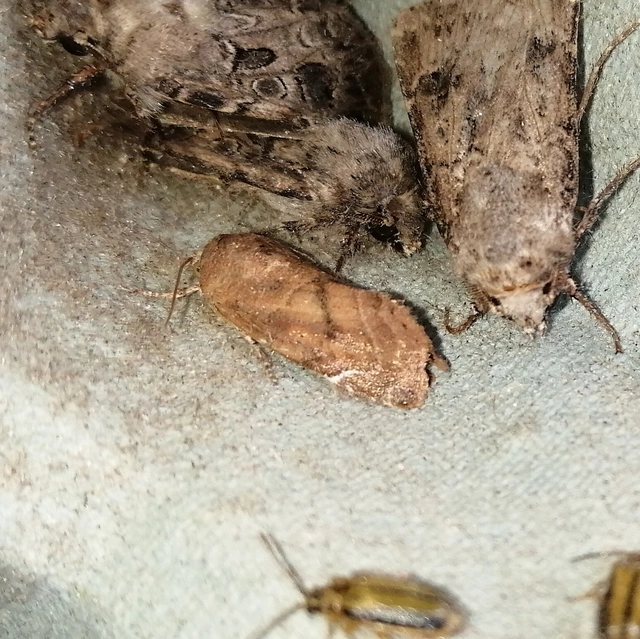 Cosmia affinis - barna lombbagoly