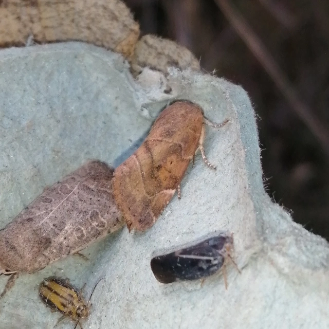 Cosmia affinis - barna lombbagoly