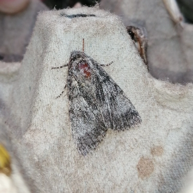 Acronicta megacephala - nagyfejű szigonyosbagoly