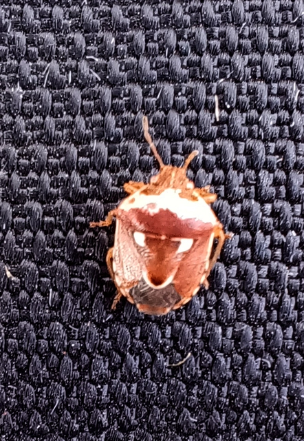 Stagonomus bipunctatus - kétpettyes címerespoloska Stagonomus bipunctatus - kétpettyes címerespoloska