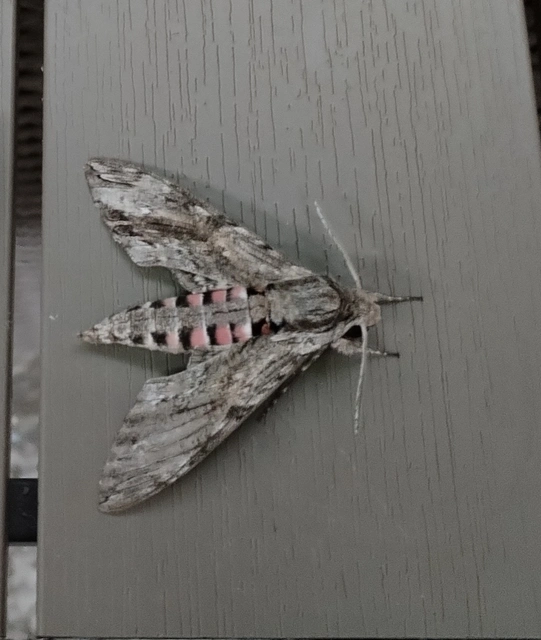 Agrius convolvuli - szulákszender