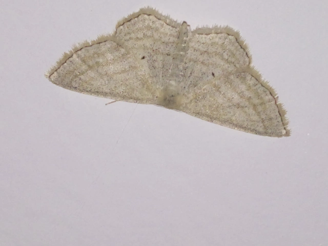 Scopula virgulata - vesszős sávosaraszoló