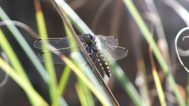 Orthetrum cancellatum - feketefarkú pásztorszitakötő