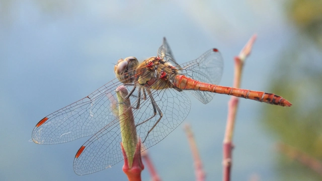Sympetrum striolatum - harántsávos katona-szitakötő