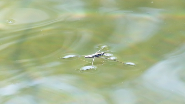 Gerridae - molnárpoloskák