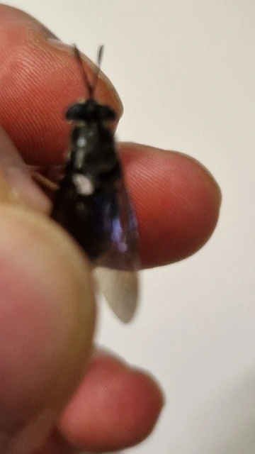 Hermetia illucens
