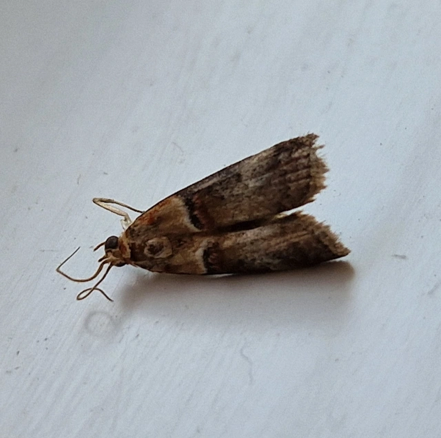 Acrobasis tumidana - bordás karcsúmoly