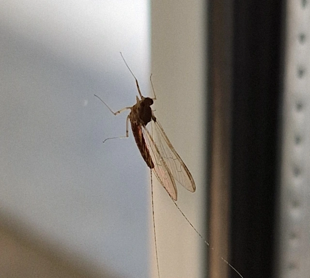 Cloeon dipterum - elevenszülő kérész