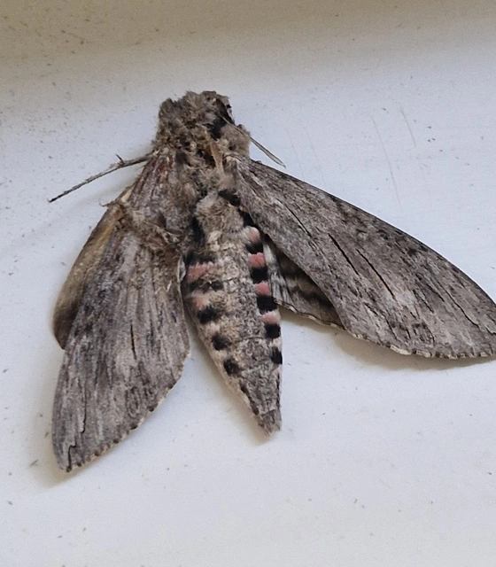 Agrius convolvuli - szulákszender