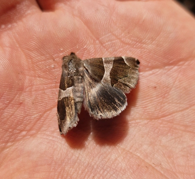 Dysgonia algira - déli porcelánbagoly