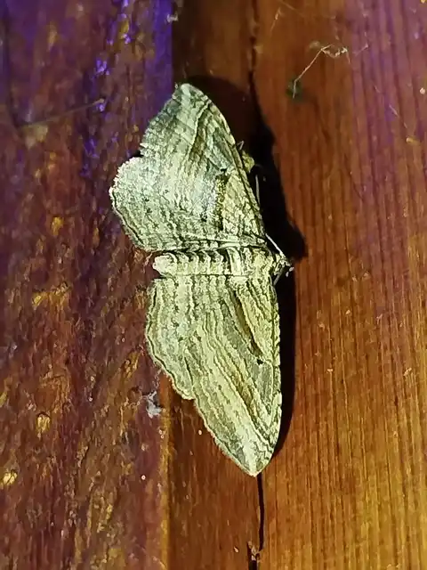 Costaconvexa polygrammata - soksávú araszoló
