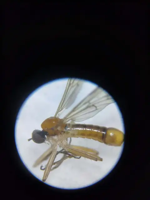 Brachystoma Brachystoma