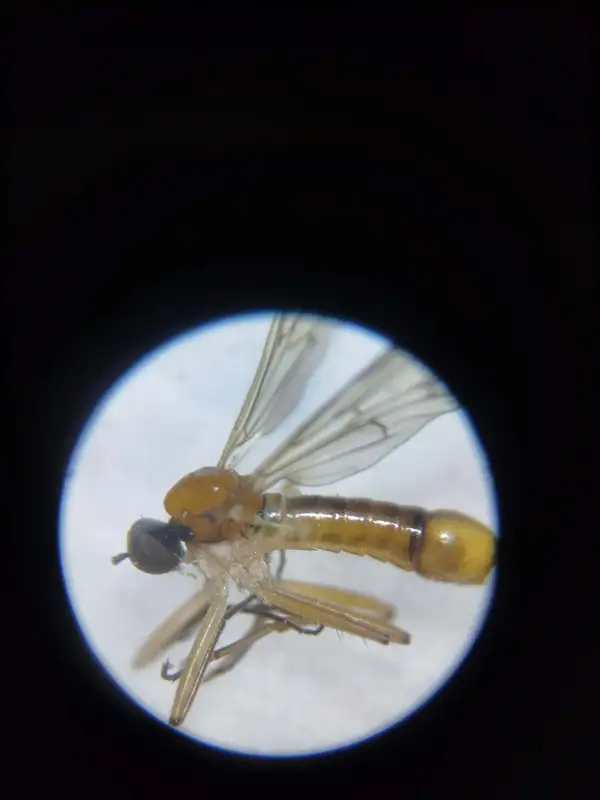 Brachystoma