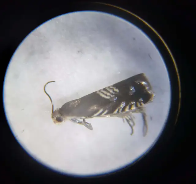 Grapholita compositella - lucernahüvelymoly