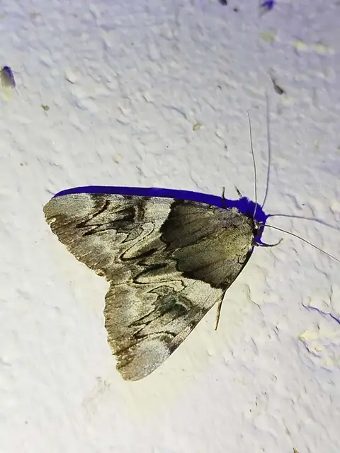 Catocala fulminea - galagonya-övesbagoly