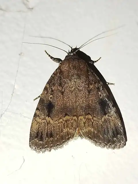 Amphipyra pyramidea - fahéjszínű bagoly
