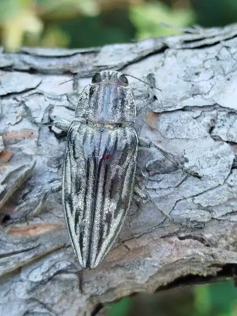 Chalcophora mariana - nagy fenyvesdíszbogár