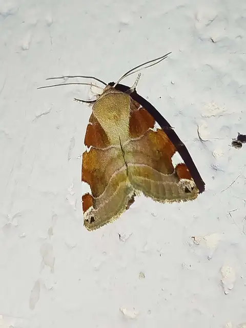 Cosmia diffinis - szilfa-lombbagoly