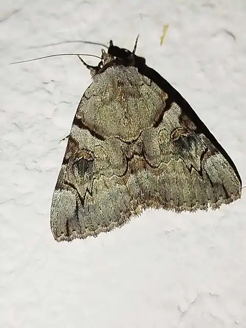 Catocala hymenaea - kökény-övesbagoly