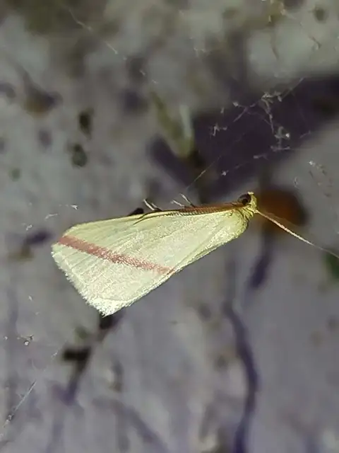 Rhodometra sacraria - rózsacsíkos araszoló