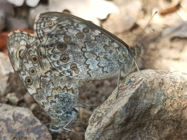 Lasiommata megera - vörös szemeslepke
