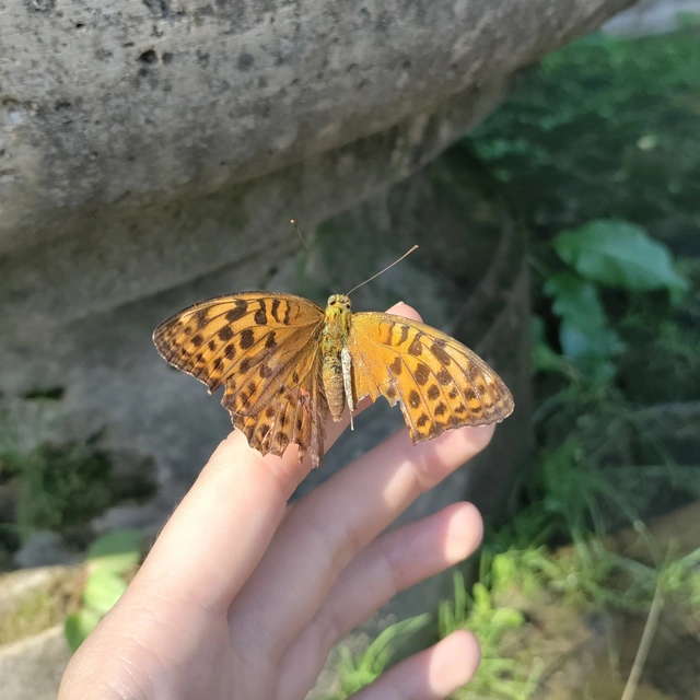 Argynnis paphia - nagy gyöngyházlepke