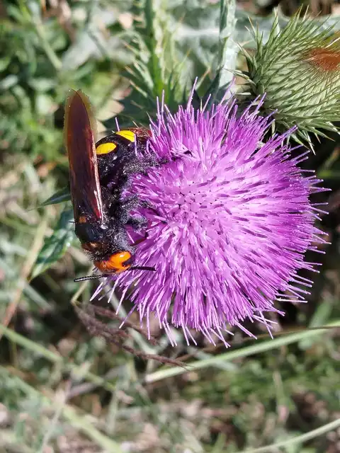 Megascolia maculata - óriás-tőrösdarázs