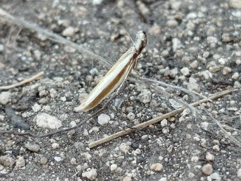 Pleurota aristella - ezüstsávos csíkosmoly