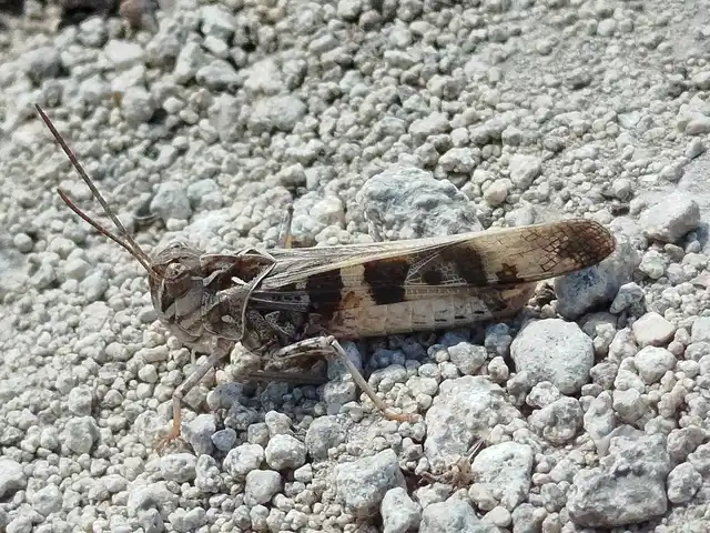 Oedaleus decorus - szalagos sáska