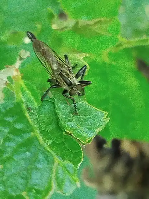Asilinae