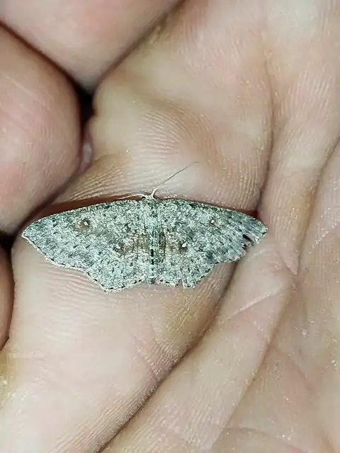 Cyclophora pendularia - fűzfa-pettyesaraszoló