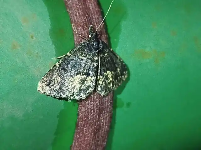 füstös gombabagoly - Parascotia fuliginaria