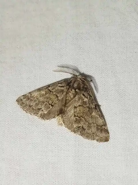 kormos púposszövő - Gluphisia crenata