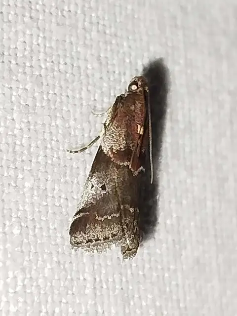 Acrobasis suavella - karszterdei karcsúmoly