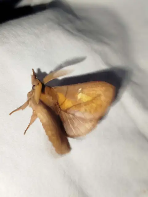 szomjas pohók - Euthrix potatoria