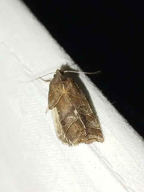 Ipimorpha retusa - sarlós fűzbagoly