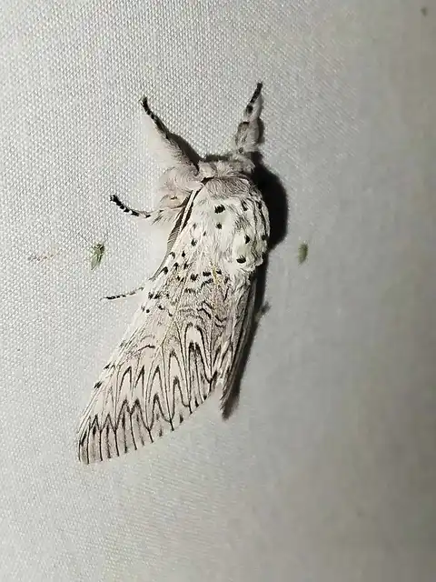 nagy púposszövő - Cerura vinula