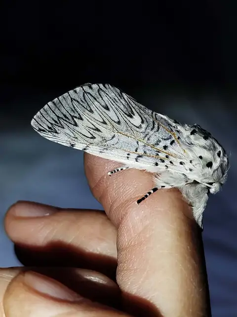 Cerura vinula - nagy púposszövő