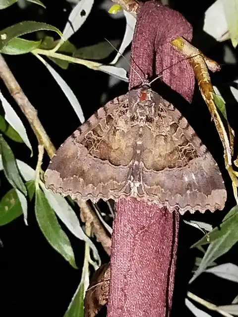 gyászbagoly - Mormo maura