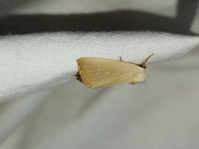 selymes nádibagoly - Arenostola phragmitidis