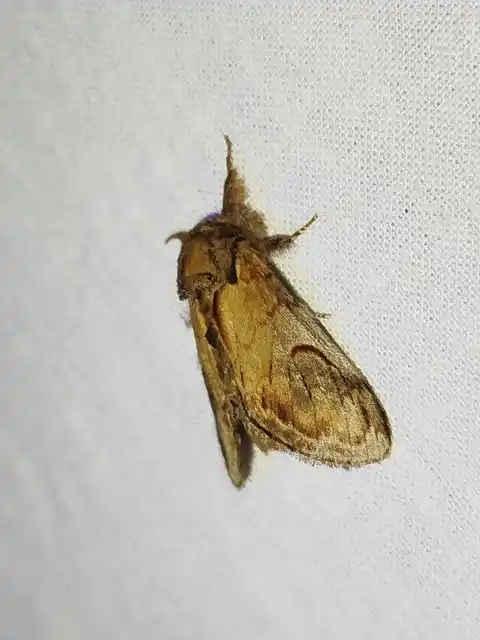 zegzugos púposszövő - Notodonta ziczac