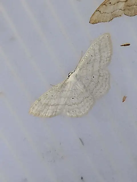 törtvonalas sávosaraszoló - Scopula subpunctaria