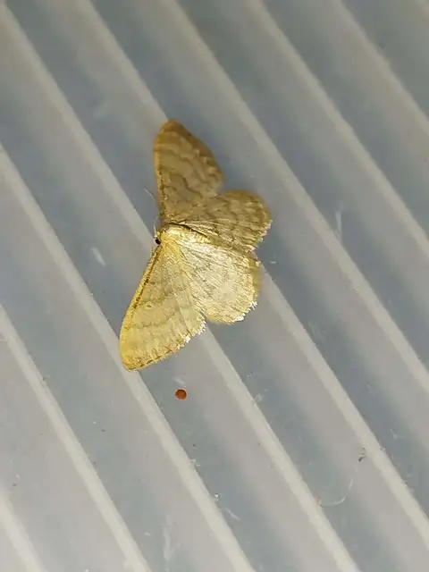 napvirág-apróaraszoló - Idaea dilutaria