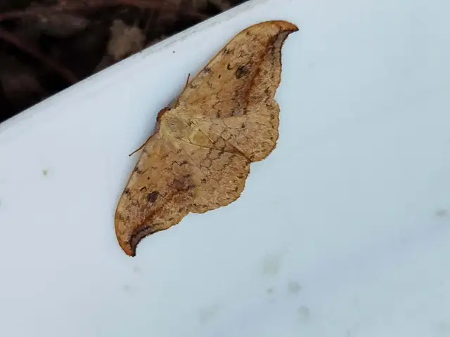 nyárfa-sarlósszövő - Drepana falcataria