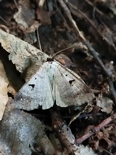 közönséges csüdfűbagoly - Lygephila pastinum