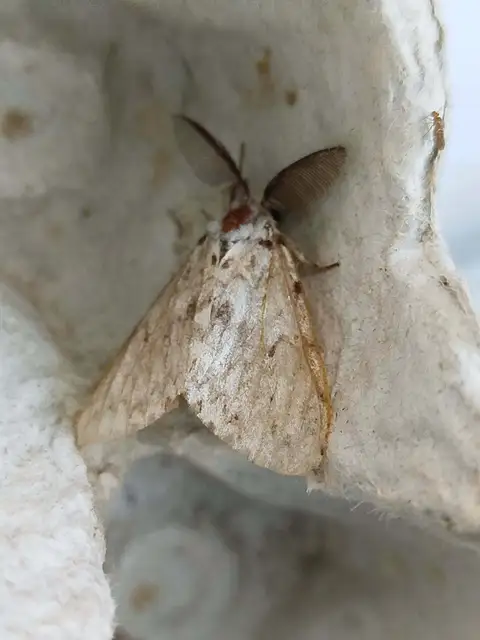 apácalepke - Lymantria monacha